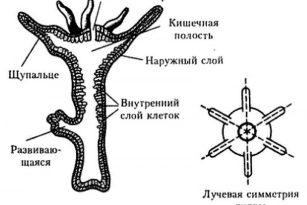 Что такое кракен сайт